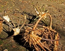 
pine root